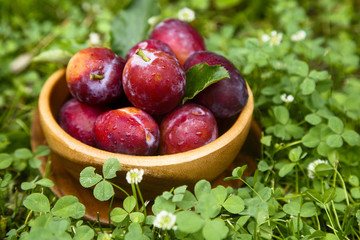 Fresh plums in wooden bowl