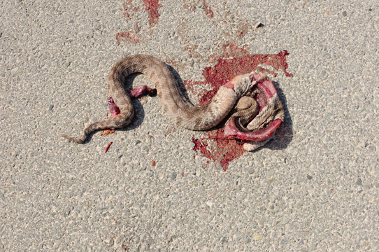 venomous snake run over on a gravel path
