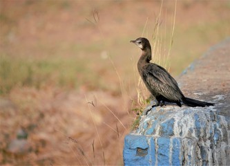 The Indian cormorant or Indian shag (Phalacrocorax fuscicollis) is a member of the cormorant family. It is found mainly along the inland waters of the Indian Subcontinent but extending west to Sind an