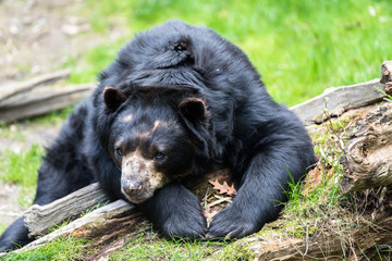 Obraz na płótnie Canvas Black bear relaxing in the sun