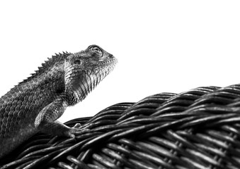 Beautiful monochrome bearded Dragon lizard  resting on vine chair with white background