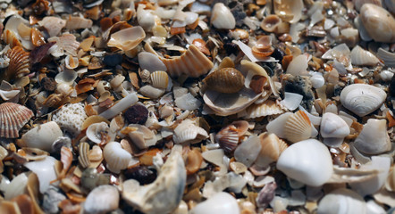 many corolful white and orange shells on the sand