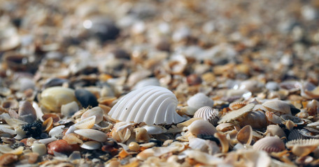 big white  shell on the sand