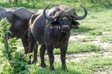 Bufalo