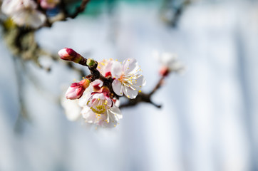 Flowering cherry trees, beautiful white flowers