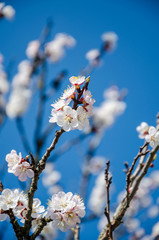 Flowering cherry trees, beautiful white flowers