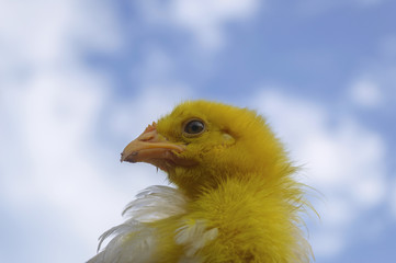 Young chicken