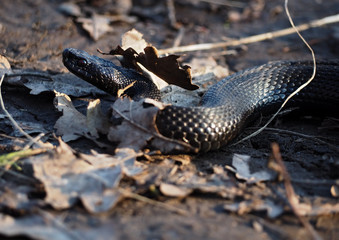 Black snake creeps into the forest at the autumn leaves