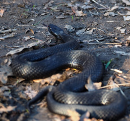 Black snake creeps into the forest at the leaves