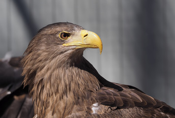 Eagle with yellow beak close up looking back