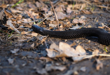 Black snake laying at the autumn leaves