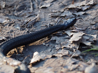 Black snake creeps into the forest