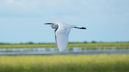 Fototapeta premium Egret in Flight
