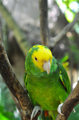 a Parrot
