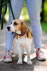 Close up photo of young woman walking with Beagle dog in the summer park