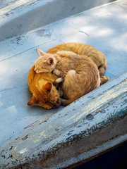 Sleeping cats 01