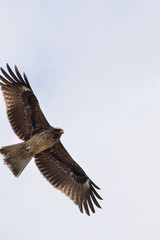 Flying black kite - Milvus migrans.
