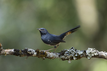 White-bellied Redstart in Thailand and Southeast Asia.