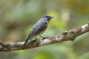 Slaty-backed Flycatcher in Thailand and Southeast Asia.