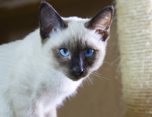 sleek haired kitten of Siamese type (Mekong bobtail)