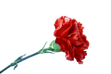 Obraz premium Red carnation on a white background