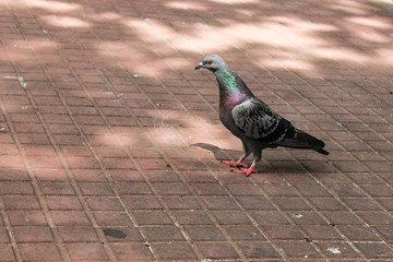 Pigeon in the Floor