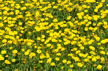 corn marigold (Glebionis segetum).