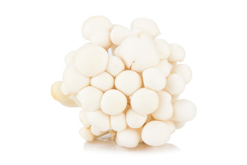 White beech mushrooms, Shimeji mushroom, Edible mushroom isolated on white background