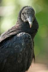Turkey Vulture