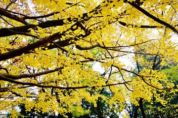 イチョウの黄葉