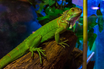 Exhibition of terrarium animals in Uzhhorod