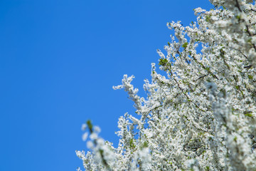 WHITE FLOWERS BEAUTIFUL