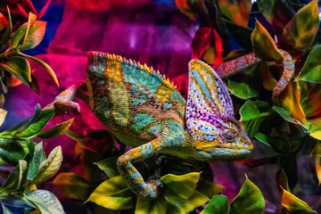 Deurstickers Kameleon Tentoonstelling van terrariumdieren in Uzhhorod