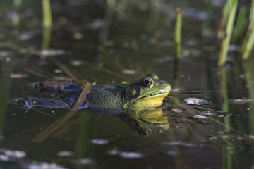 Green Frog - Lithobates (Rana) clamitans melanota