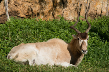 Addax