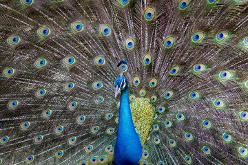 Obraz premium Image of a peacock showing its beautiful feathers. wild animals.