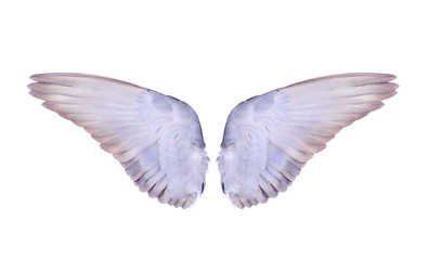 Obraz premium skrzydło ptaków na białym tle