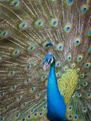Obraz premium Image of a peacock showing its beautiful feathers. wild animals.