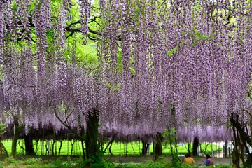 小倉の池のフジ