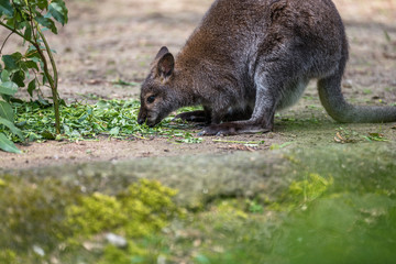 Tree kangaroo eating green leaves in a zoo