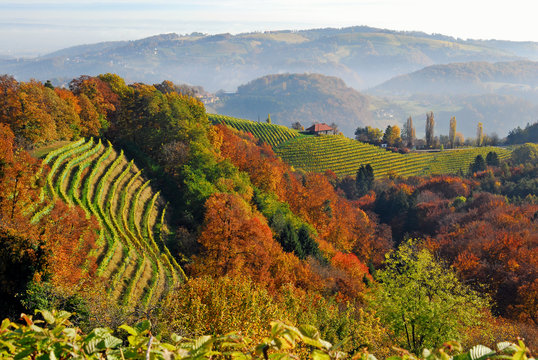 Weinberge in der S&uuml;dsteiermark, &Ouml;sterreich