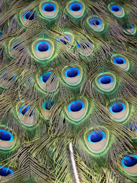 Image of a peacock feathers. wild animals.