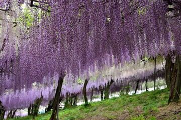 小倉の池のフジ