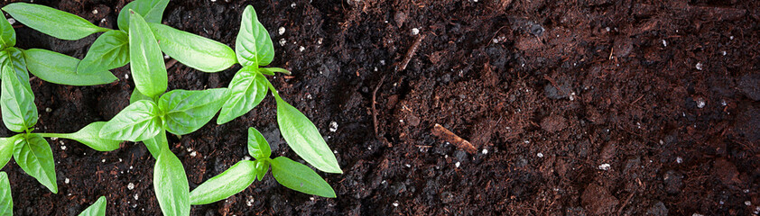 Young green seedlings plants growing in compost trays the view from the top, border design panoramic  - obrazy, fototapety, plakaty