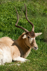 Addax
