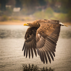 sea eagle
