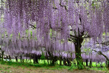 小倉の池のフジ