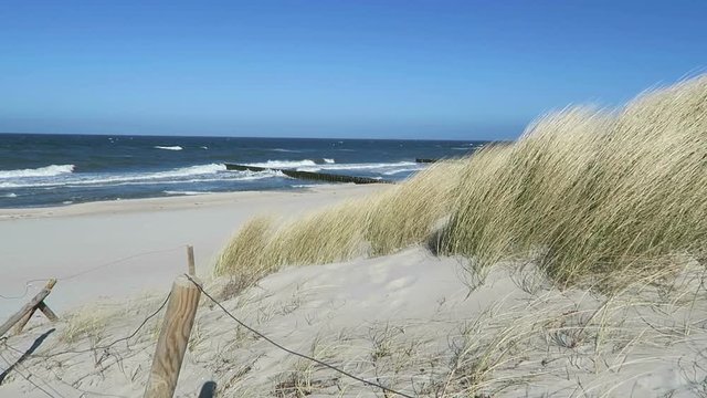 beach of baltic sea coast at Ahrenshoop. dunes and reed