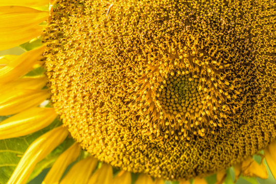 Close up Sunflower in the garden, Focus on sunflower background