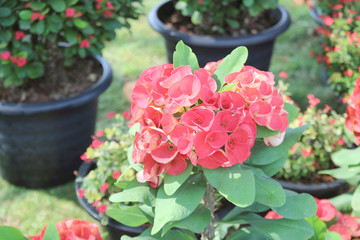 Crown of thorns flowers : Euphorbia milli Desmoul